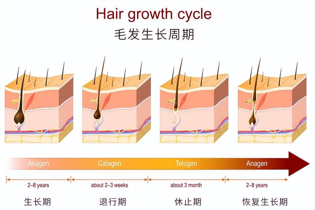 男生头发一个月的生长速度，探究与解析